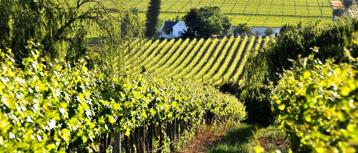 Franschhoek vineyards - Wine Paths